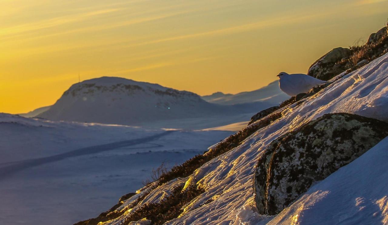 Appartamento Ahma Moekki Kilpisjärvi Esterno foto
